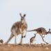 Commercial harvesting of kangaroos