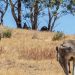 Kangaroo Management