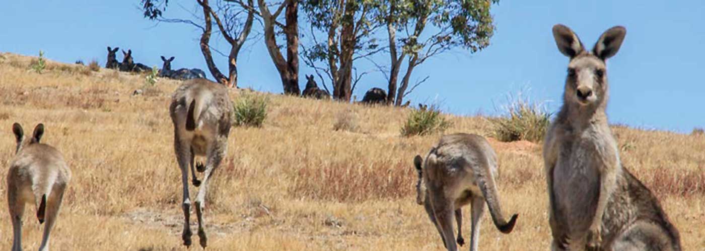 Kangaroo legislation, policies and position statements | Kangaroo  Management Taskforce