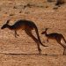 Kangaroos are protected native animals in every state and territory
