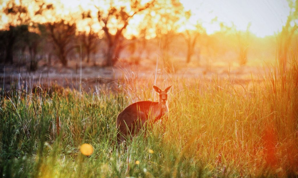Kangaroo management in western NSW